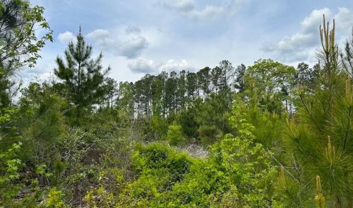 Photo #20 of SOLD property in Off Doyles Lake Rd, Emporia, VA 74.3 acres