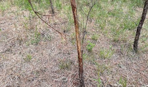 Photo #21 of SOLD property in Off Doyles Lake Rd, Emporia, VA 74.3 acres