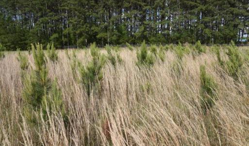 Photo #8 of SOLD property in Off Holland Road, Greenville, NC 20.0 acres