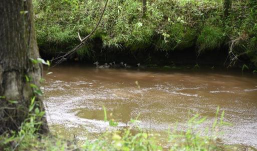 Photo #17 of SOLD property in Off Holland Road, Greenville, NC 20.0 acres