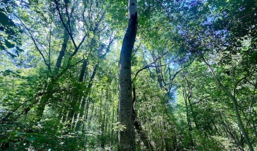 Photo #12 of SOLD property in Off Agora Lane, Louisburg, NC 6.0 acres
