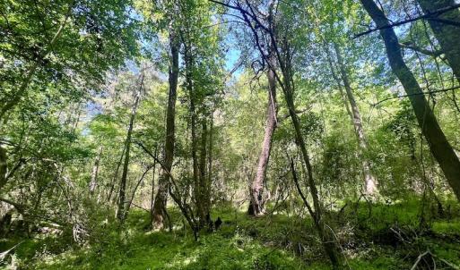 Photo #13 of SOLD property in Off Agora Lane, Louisburg, NC 6.0 acres