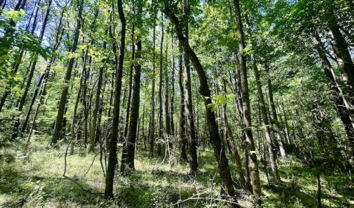 Photo #17 of SOLD property in Off Agora Lane, Louisburg, NC 6.0 acres