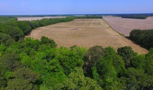 Photo #8 of SOLD property in Off Dailey Road, Camden, NC 89.7 acres