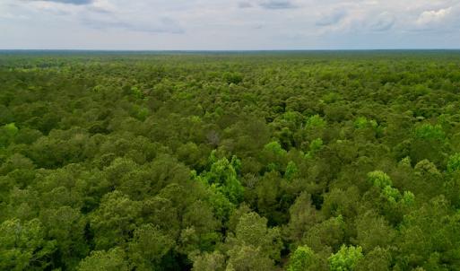 Photo #13 of SOLD property in Off Dunbar Canal Rd, Belhaven, NC 65.1 acres