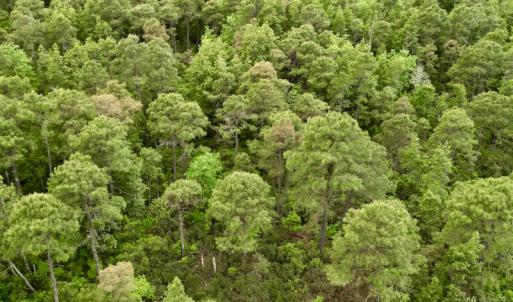 Photo #41 of SOLD property in Off Dunbar Canal Rd, Belhaven, NC 65.1 acres