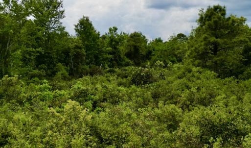 Photo #43 of SOLD property in Off Dunbar Canal Rd, Belhaven, NC 65.1 acres