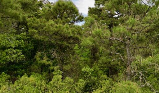 Photo #44 of SOLD property in Off Dunbar Canal Rd, Belhaven, NC 65.1 acres
