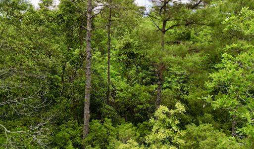 Photo #45 of SOLD property in Off Dunbar Canal Rd, Belhaven, NC 65.1 acres