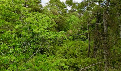 Photo #46 of SOLD property in Off Dunbar Canal Rd, Belhaven, NC 65.1 acres