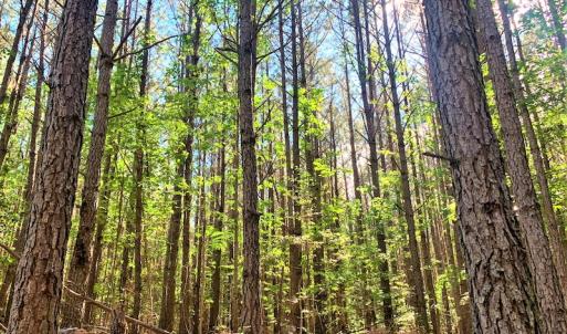 Photo #20 of Off Old Forty Rd, Waverly, VA 129.8 acres