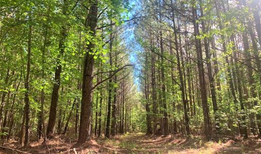 Photo #21 of SOLD property in Off Old Forty Rd, Waverly, VA 129.8 acres