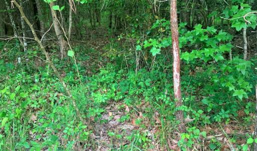 Photo #23 of Off Old Forty Rd, Waverly, VA 129.8 acres