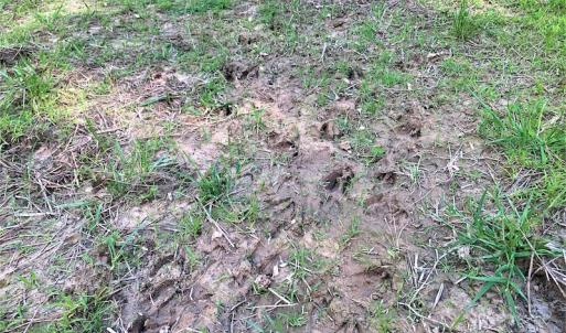 Photo #24 of Off Old Forty Rd, Waverly, VA 129.8 acres