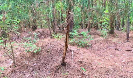 Photo #25 of Off Old Forty Rd, Waverly, VA 129.8 acres