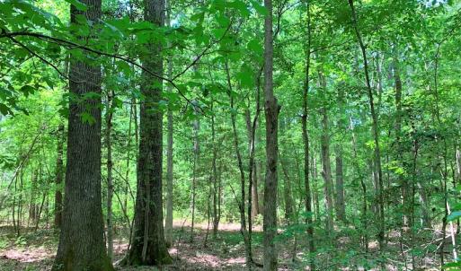 Photo #26 of Off Old Forty Rd, Waverly, VA 129.8 acres