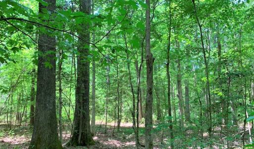 Photo #26 of SOLD property in Off Old Forty Rd, Waverly, VA 129.8 acres