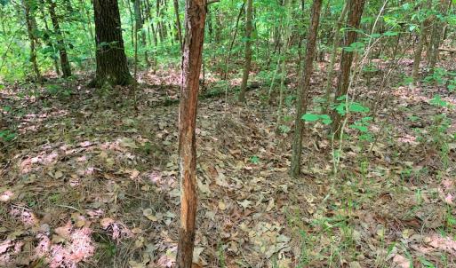 Photo #27 of Off Old Forty Rd, Waverly, VA 129.8 acres