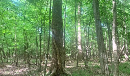 Photo #28 of Off Old Forty Rd, Waverly, VA 129.8 acres