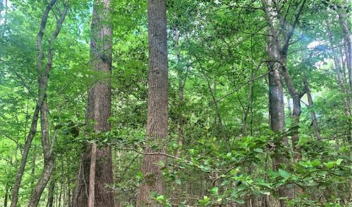 Photo #30 of Off Old Forty Rd, Waverly, VA 129.8 acres