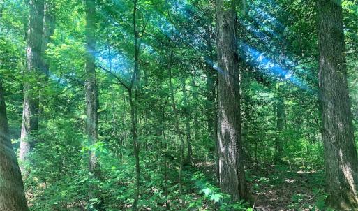 Photo #31 of Off Old Forty Rd, Waverly, VA 129.8 acres
