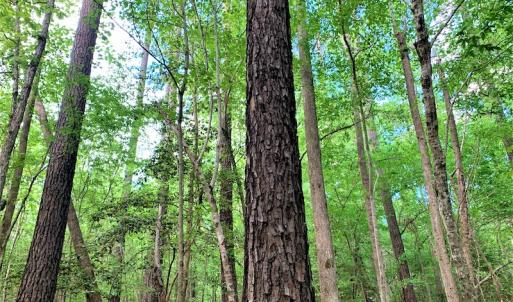 Photo #33 of Off Old Forty Rd, Waverly, VA 129.8 acres