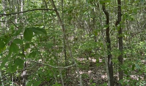 Photo #16 of Off Richland Drive, Pembroke, NC 3.3 acres