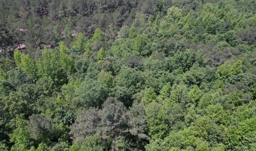 Photo #12 of Off Richland Drive, Pembroke, NC 3.5 acres