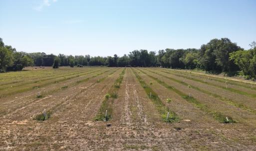 Photo #14 of SOLD property in Off Arrowhead Road, Dunn, NC 19.0 acres