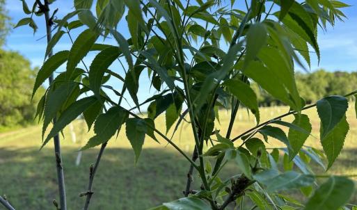 Photo #18 of SOLD property in Off Arrowhead Road, Dunn, NC 19.0 acres
