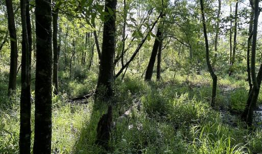 Photo #22 of SOLD property in Off Arrowhead Road, Dunn, NC 19.0 acres