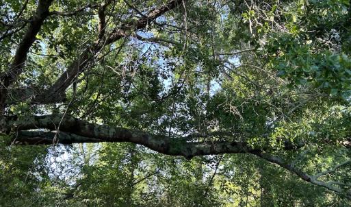 Photo #24 of SOLD property in Off Arrowhead Road, Dunn, NC 19.0 acres