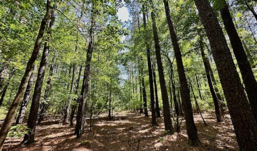 Photo #10 of 315 West Sycamore Street, Aulander, NC 40.0 acres