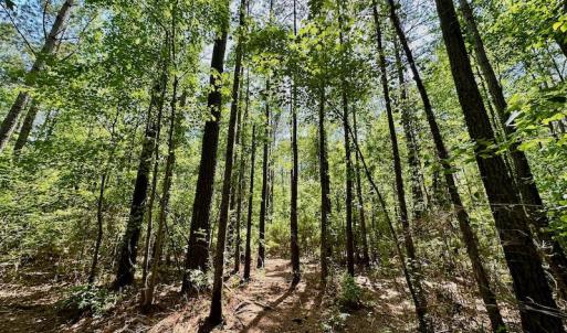 Photo #13 of 315 West Sycamore Street, Aulander, NC 40.0 acres