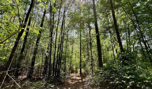 Photo #15 of 315 West Sycamore Street, Aulander, NC 40.0 acres