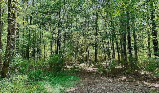 Photo #3 of 315 West Sycamore Street, Aulander, NC 40.0 acres