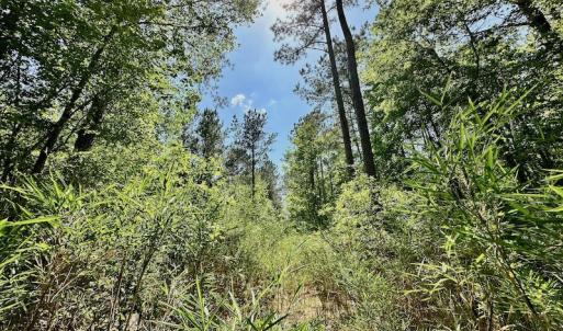 Photo #23 of 315 West Sycamore Street, Aulander, NC 40.0 acres
