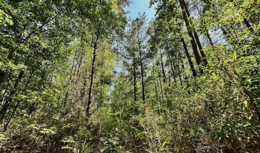 Photo #25 of 315 West Sycamore Street, Aulander, NC 40.0 acres
