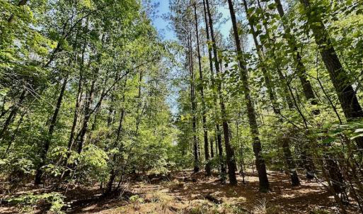Photo #31 of 315 West Sycamore Street, Aulander, NC 40.0 acres