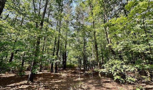 Photo #33 of 315 West Sycamore Street, Aulander, NC 40.0 acres