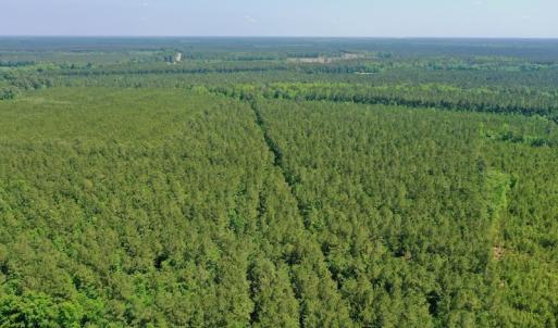 Photo #6 of 315 West Sycamore Street, Aulander, NC 40.0 acres