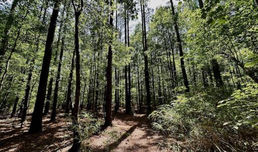 Photo #7 of 315 West Sycamore Street, Aulander, NC 40.0 acres