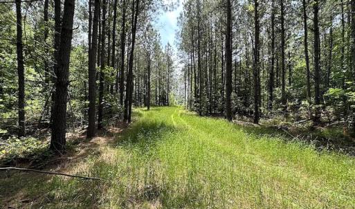 Photo #14 of Off Moores Ferry Rd , Emporia, VA 158.0 acres