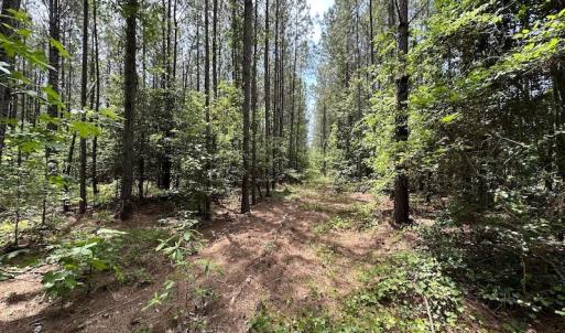 Photo #26 of Off Moores Ferry Rd , Emporia, VA 158.0 acres
