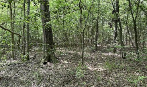 Photo #30 of Off Moores Ferry Rd , Emporia, VA 158.0 acres