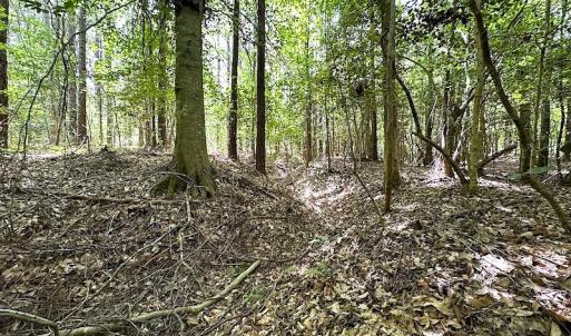 Photo #46 of Off Moores Ferry Rd , Emporia, VA 158.0 acres