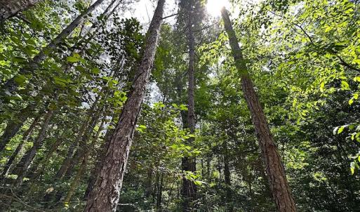Photo #48 of Off Moores Ferry Rd , Emporia, VA 158.0 acres