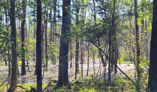 Photo #15 of SOLD property in 1100 Langley Road, Orangeburg, SC 131.2 acres