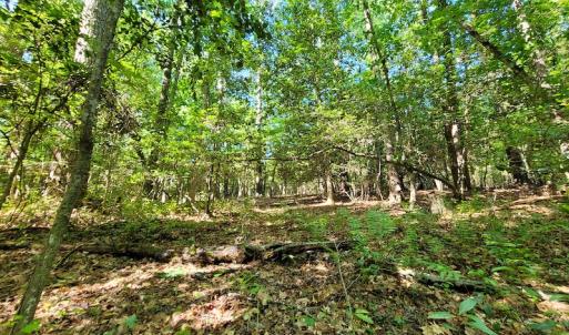 Photo #16 of SOLD property in 1100 Langley Road, Orangeburg, SC 131.2 acres