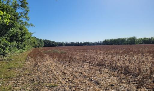 Photo #7 of SOLD property in 1100 Langley Road, Orangeburg, SC 131.2 acres
